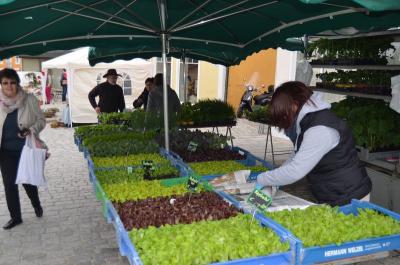 Foto des Albums: Maimarkt 2016