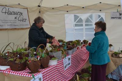 Foto des Albums: Maimarkt 2016