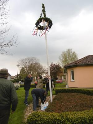 Foto des Albums: Maibaum setzen OT Friedrichsaue
