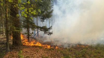Foto des Albums: B- Wald Einsatz Nr. 51-771