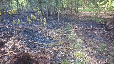 Foto des Albums: B- Wald Einsatz Nr. 51-771