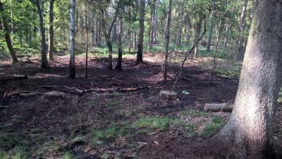 Foto des Albums: B- Wald Einsatz Nr. 51-771