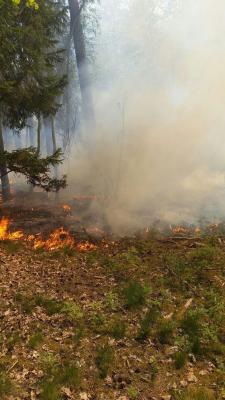 Foto des Albums: B- Wald Einsatz Nr. 51-771