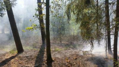 Foto des Albums: B- Wald Einsatz Nr. 51-771