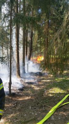 Foto des Albums: B- Wald Einsatz Nr. 51-771