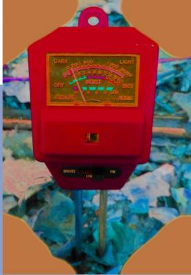 Foto des Albums: Waldkunst