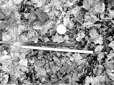 Foto des Albums: Waldkunst