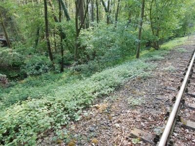 Foto des Albums: Einsatz Personensuche Draisinenstrecke