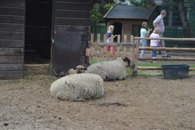 Foto des Albums: Bauernmarkt Schmachtenhagen
