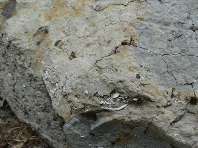 Hemmoor-Gestein mit deutlichen Muscheleinlagerungen 