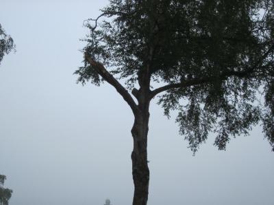 Foto des Albums: Einsatz Baum auf Straße Luller Str.
