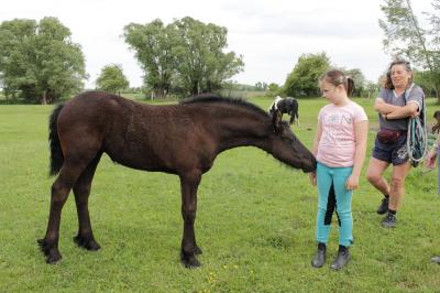 Foto des Albums: Fohlenkuscheln in Niebede (02.06.2016)