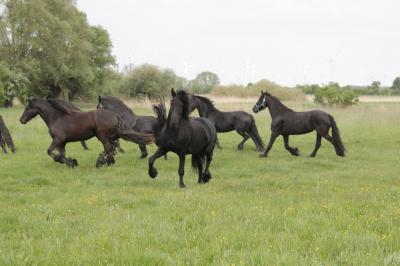 Foto des Albums: Fohlenkuscheln in Niebede (02.06.2016)