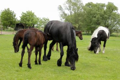 Foto des Albums: Fohlenkuscheln in Niebede (02.06.2016)