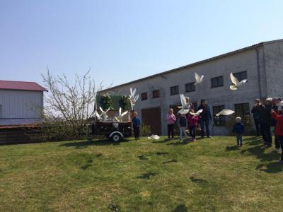 wei&szlig;e Tauben im Fr&uuml;hlingshimmel  (Bild vergr&ouml;&szlig;ern)