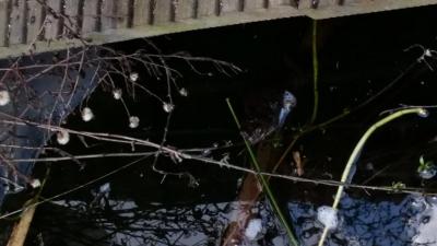 Foto des Albums: Froschbeobachtungen im Kita-Teich 2016