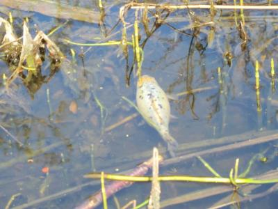 Foto des Albums: Froschbeobachtungen im Kita-Teich 2016