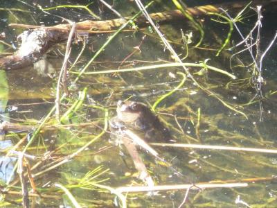 Foto des Albums: Froschbeobachtungen im Kita-Teich 2016