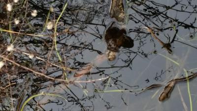 Foto des Albums: Froschbeobachtungen im Kita-Teich 2016
