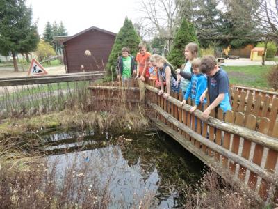 Foto des Albums: Froschbeobachtungen im Kita-Teich 2016