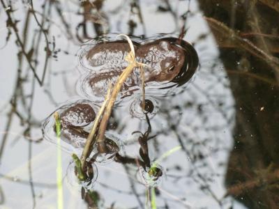 Foto des Albums: Froschbeobachtungen im Kita-Teich 2016