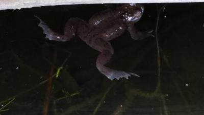 Foto des Albums: Froschbeobachtungen im Kita-Teich 2016