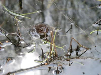 Foto des Albums: Froschbeobachtungen im Kita-Teich 2016