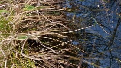 Foto des Albums: Froschbeobachtungen im Kita-Teich 2016