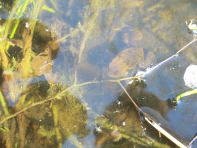Foto des Albums: Froschbeobachtungen im Kita-Teich 2016