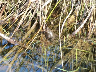 Foto des Albums: Froschbeobachtungen im Kita-Teich 2016