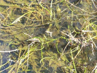 Foto des Albums: Froschbeobachtungen im Kita-Teich 2016