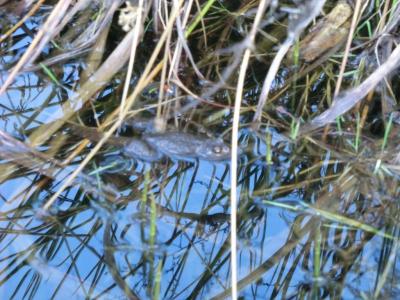 Foto des Albums: Froschbeobachtungen im Kita-Teich 2016