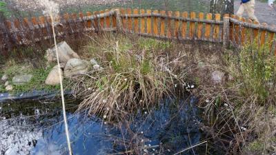 Foto des Albums: Froschbeobachtungen im Kita-Teich 2016