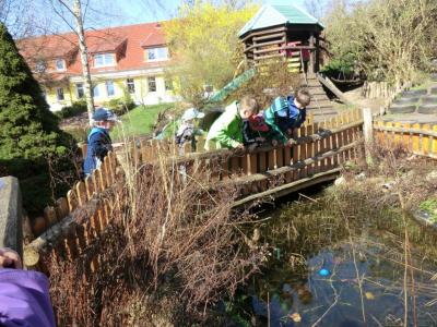 Foto des Albums: Froschbeobachtungen im Kita-Teich 2016