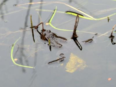 Foto des Albums: Froschbeobachtungen im Kita-Teich 2016