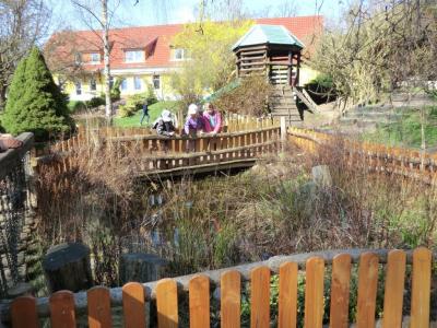 Foto des Albums: Froschbeobachtungen im Kita-Teich 2016