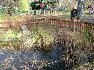 Foto des Albums: Froschbeobachtungen im Kita-Teich 2016