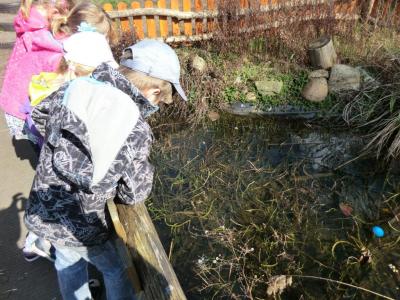 Foto des Albums: Froschbeobachtungen im Kita-Teich 2016