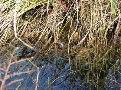 Foto des Albums: Froschbeobachtungen im Kita-Teich 2016