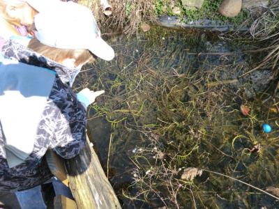 Foto des Albums: Froschbeobachtungen im Kita-Teich 2016