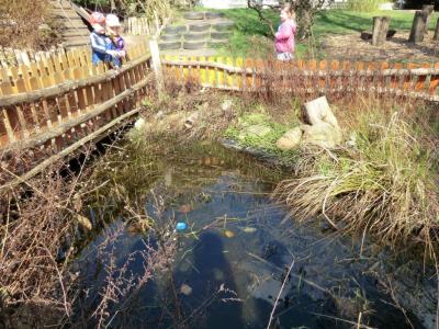 Foto des Albums: Froschbeobachtungen im Kita-Teich 2016
