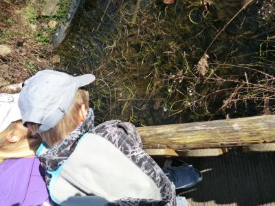 Foto des Albums: Froschbeobachtungen im Kita-Teich 2016