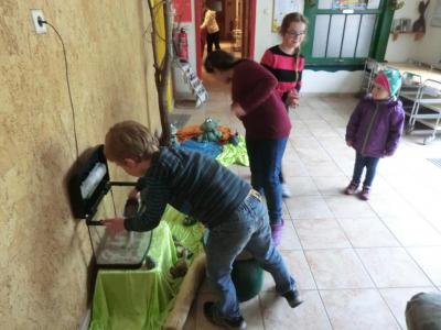 Foto des Albums: Froschbeobachtungen im Kita-Teich 2016