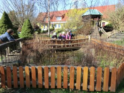 Foto des Albums: Froschbeobachtungen im Kita-Teich 2016
