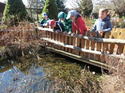 Foto des Albums: Froschbeobachtungen im Kita-Teich 2016