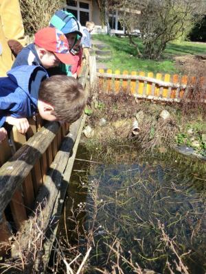 Foto des Albums: Froschbeobachtungen im Kita-Teich 2016