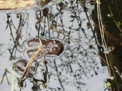 Foto des Albums: Froschbeobachtungen im Kita-Teich 2016