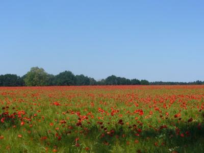 Foto des Albums: Feldblumen vor den Toren Steffenshagens