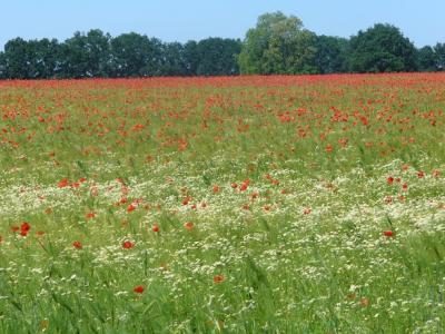 Foto des Albums: Feldblumen vor den Toren Steffenshagens