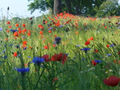 Foto des Albums: Feldblumen vor den Toren Steffenshagens
